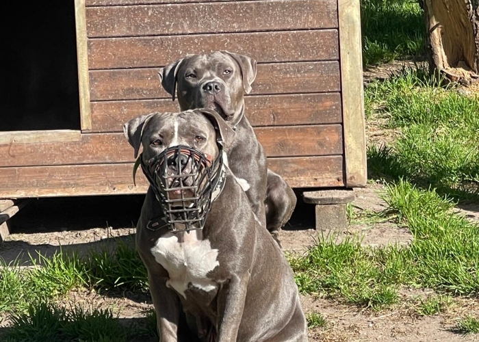 American Staffordshire Terrier-Hund, Titania, Tierheim Burgdorf