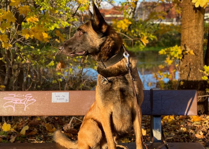 Malinois-Hund, Aiden , Tierheim Burgdorf