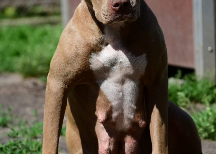 American Staffordshire Terrier -Hund, Arizona, Tierheim Burgdorf