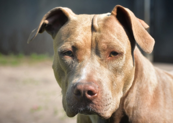 American Staffordshire Terrier -Hund, Arizona, Tierheim Burgdorf