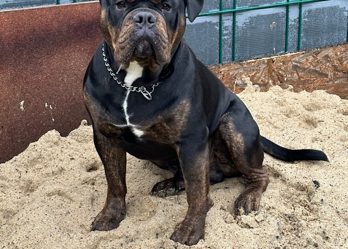 Old English Bulldog-Hund, Odin, Tierheim Burgdorf