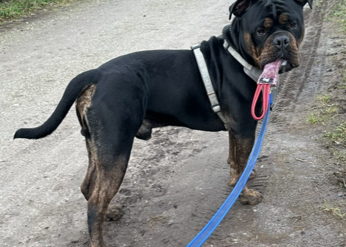 Old English Bulldog-Hund, Odin, Tierheim Burgdorf