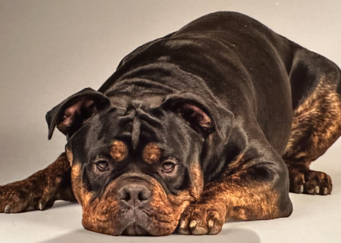 Old English Bulldog-Hund, Odin, Tierheim Burgdorf