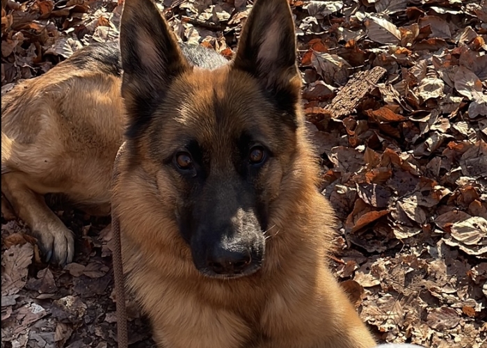 Deutscher Schäferhund-Hund, Nala, Tierheim Burgdorf