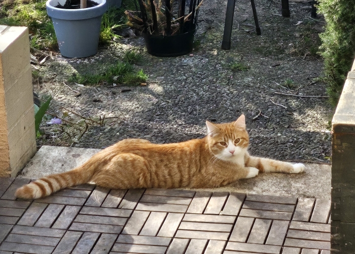 Norwegische Waldkatze - EKH-Katze, Krawallo, Tierheim Burgdorf