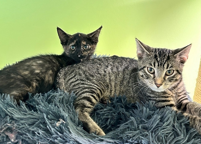 EKH-Katze, Unsere Kinderstube, Tierheim Burgdorf