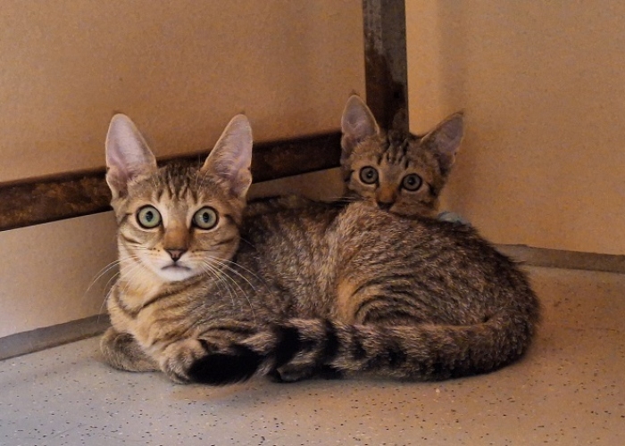 EKH-Katze, Unsere Kinderstube, Tierheim Burgdorf