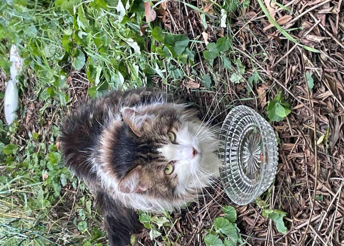 MaineCoone-Katze, Unbekannt, Tierheim Burgdorf