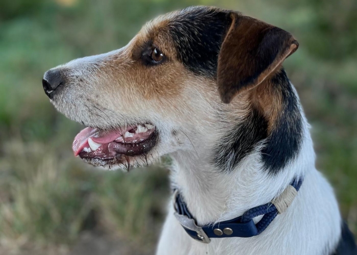 Hund, Mischling, Rokky, Tierheim Burgdorf