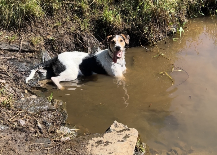 Mischling-Hund, Rokky, Tierheim Burgdorf