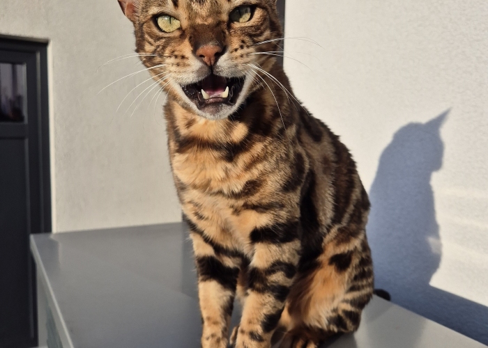 Bengal-Katze, Armani, Tierheim Burgdorf