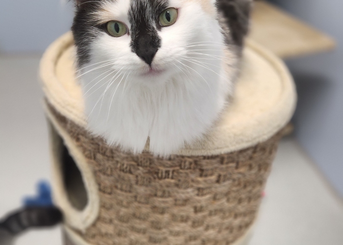 EKH und Nebelung-Mix-Katze, Clyde, Minka und Tiger, Tierheim Burgdorf