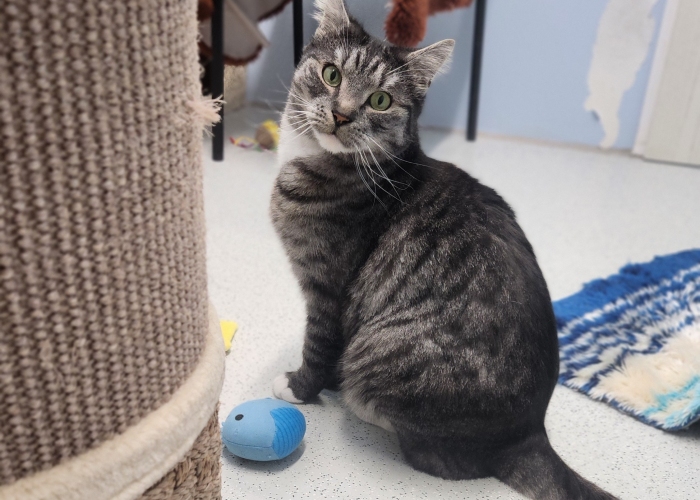 EKH und Nebelung-Mix-Katze, Clyde, Minka und Tiger, Tierheim Burgdorf