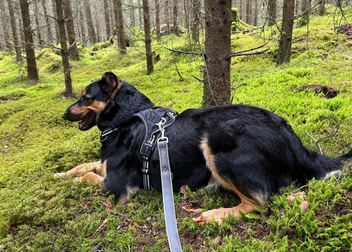 Mischling-Hund, Felix, Tierheim Burgdorf