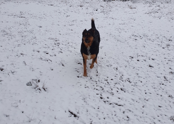 Mischling-Hund, Felix, Tierheim Burgdorf