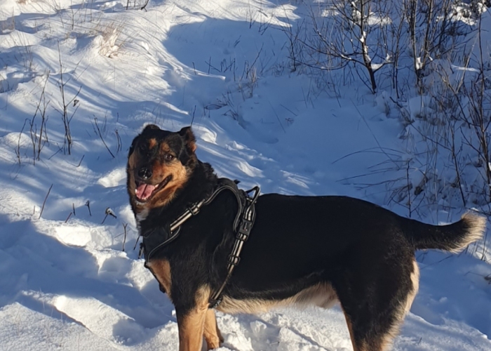 Mischling-Hund, Felix, Tierheim Burgdorf