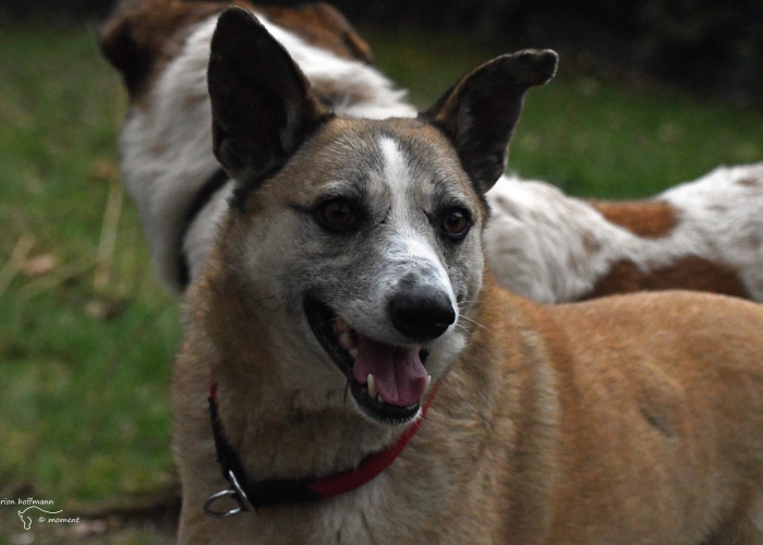 Mischling-Hund, King Julien, Tierheim Burgdorf