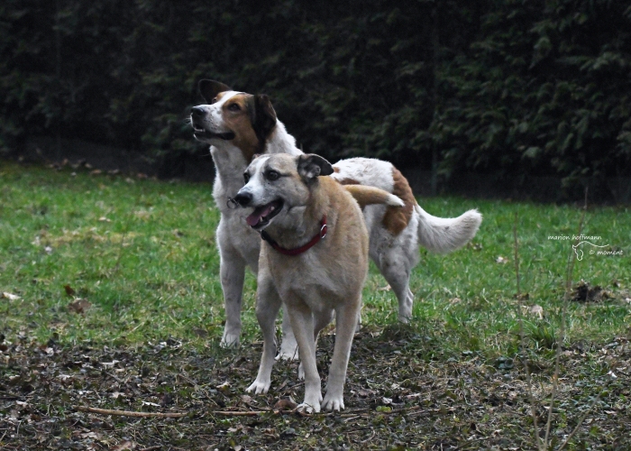 Mischling-Hund, King Julien, Tierheim Burgdorf