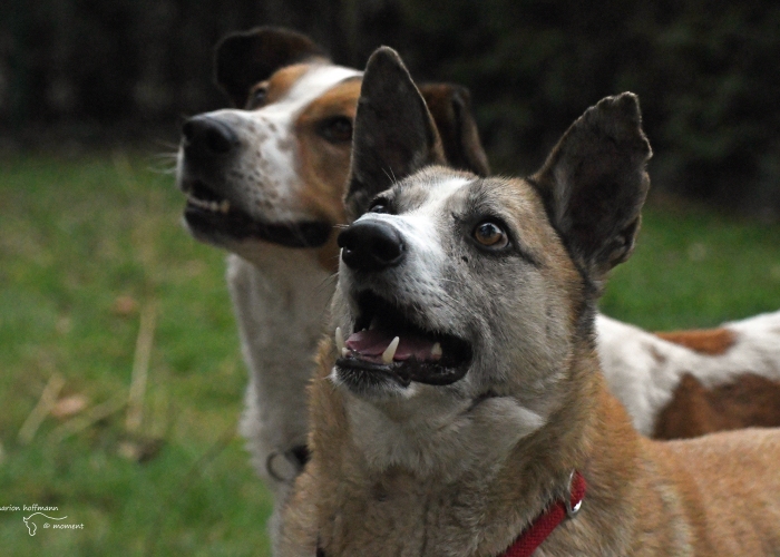 Mischling-Hund, King Julien, Tierheim Burgdorf