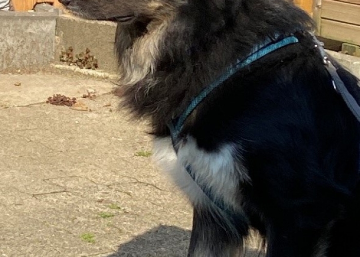 Hund, Border Collie Mix, Yoki, Tierheim Burgdorf