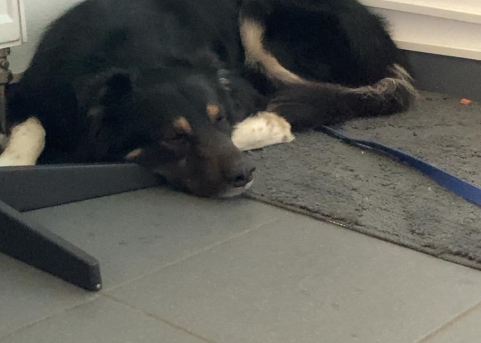 Border Collie Mix-Hund, Yoki, Tierheim Burgdorf
