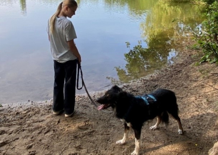 Border Collie Mix-Hund, Yoki, Tierheim Burgdorf