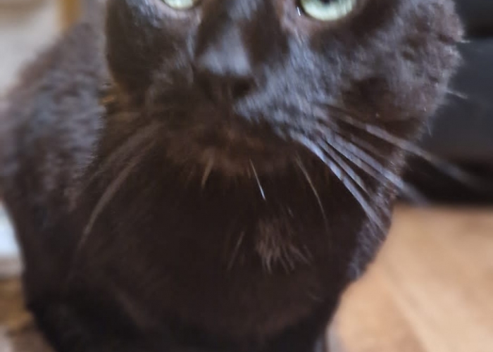 EKH-Katze, Carlos, Tierheim Burgdorf