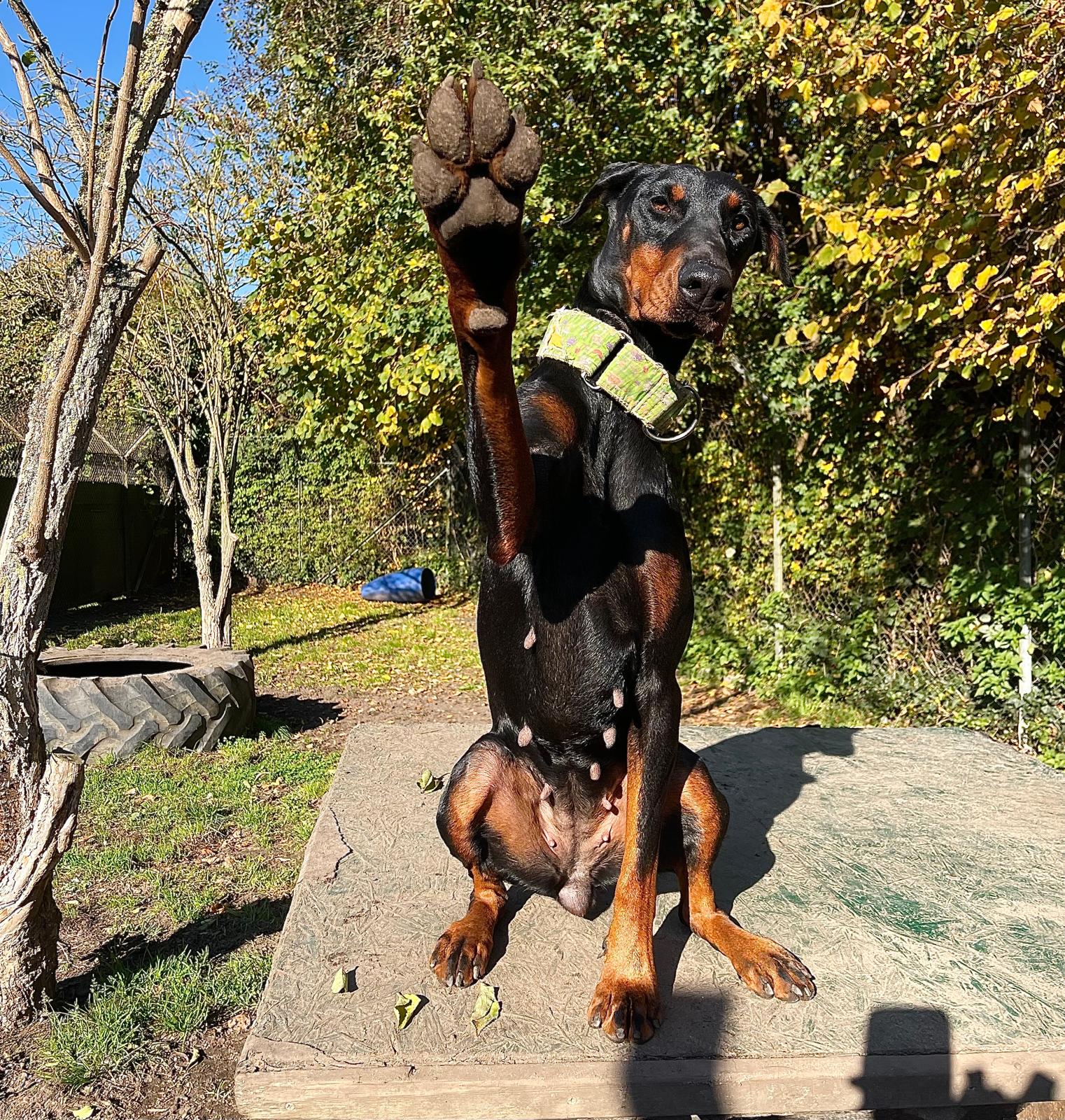 Hund, Dobermann, Caya, Tierheim Burgdorf