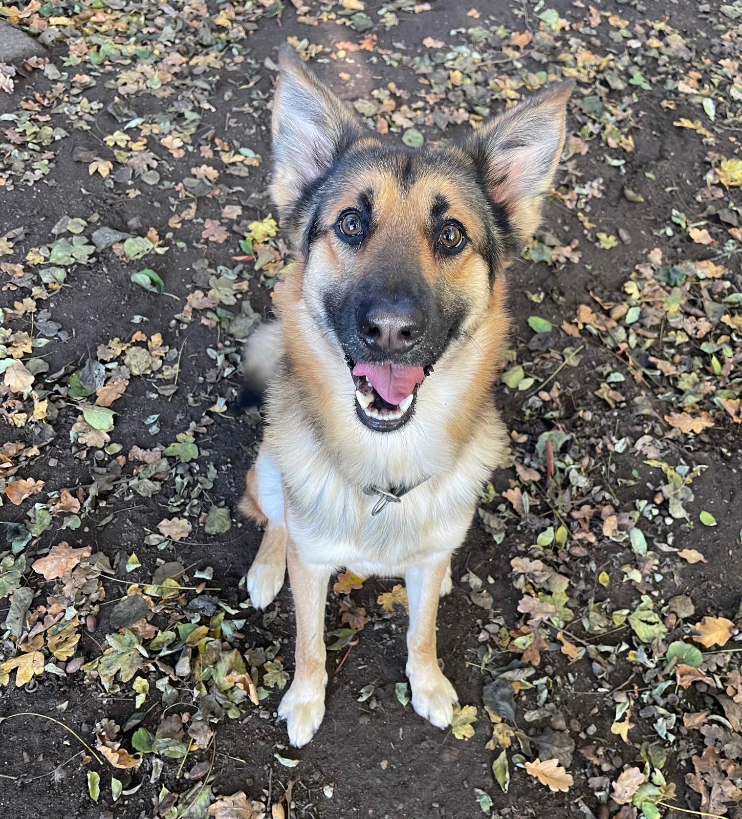 Hund, Schäferhund-Mischling, Loki, Tierheim Burgdorf