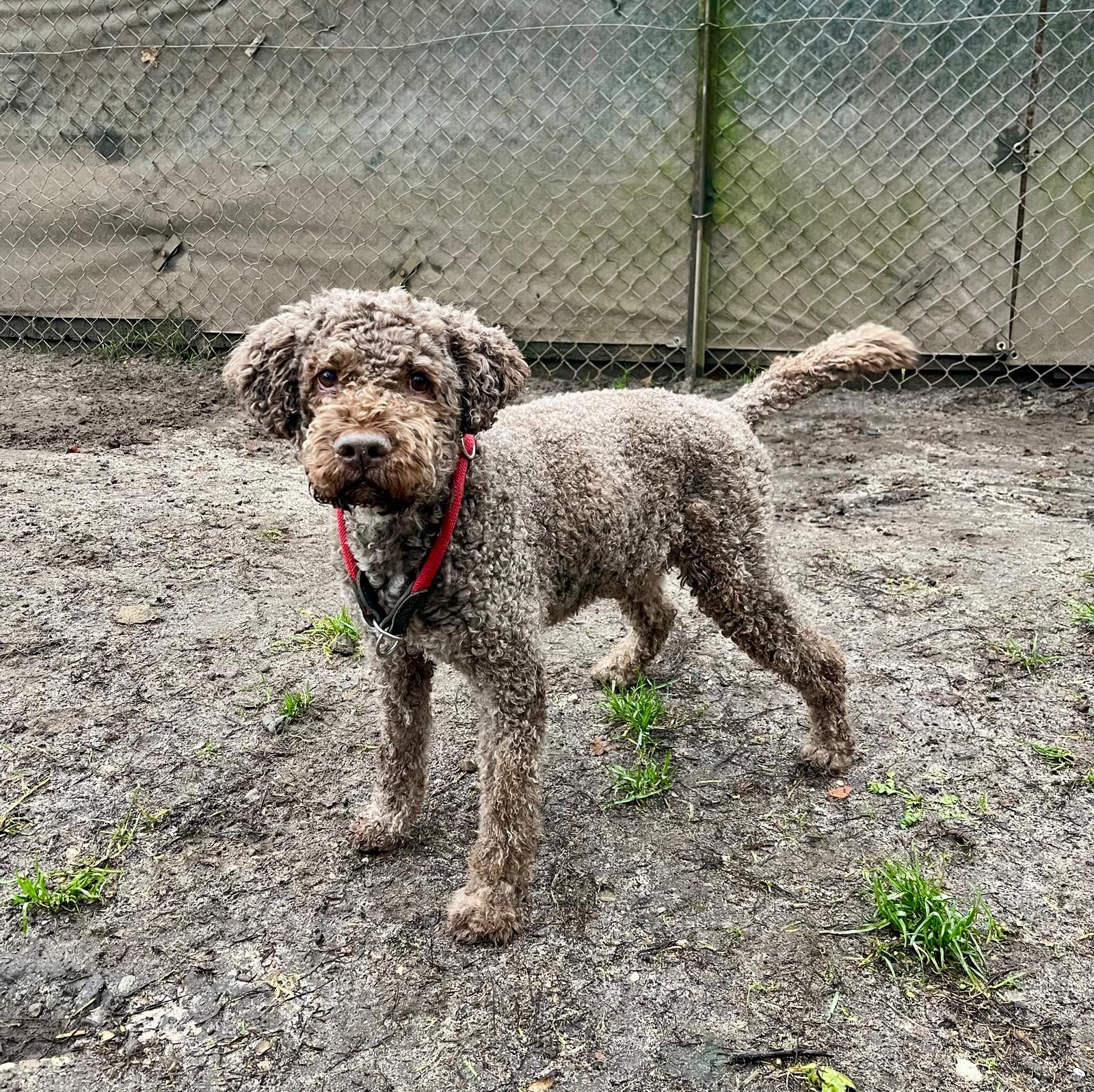 Hund, Lagotto Romagnolo, Lagotto Otto, Tierheim Burgdorf