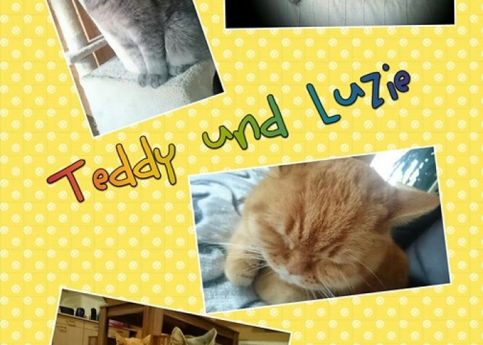 -Katze, Teddy und Luzie, Tierheim Burgdorf