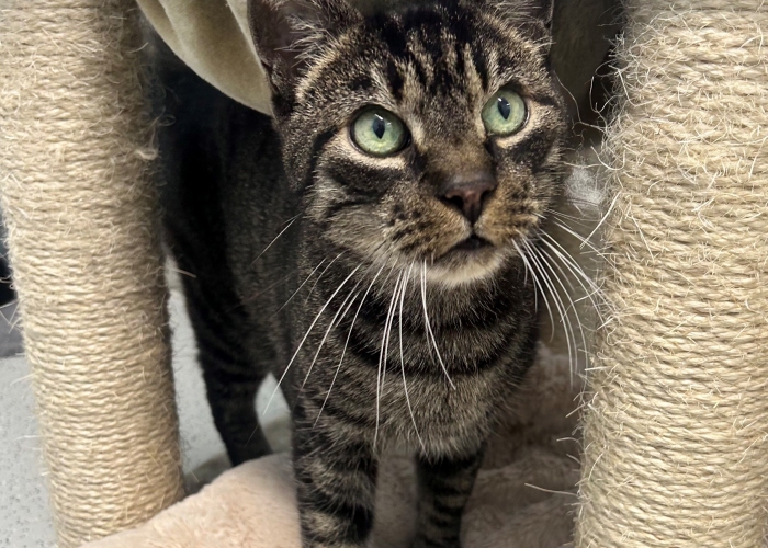 Katze, EKH, Timmy, Tierheim Burgdorf