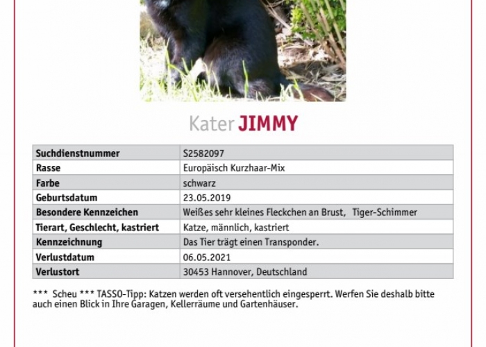 Katze-Katze, Jimmy, Tierheim Burgdorf