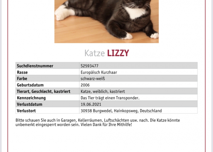 Katze, EKH, Lizzy, Tierheim Burgdorf