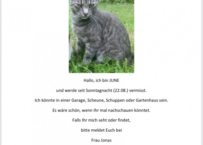 Tigerkatze-Katze, June, Tierheim Burgdorf