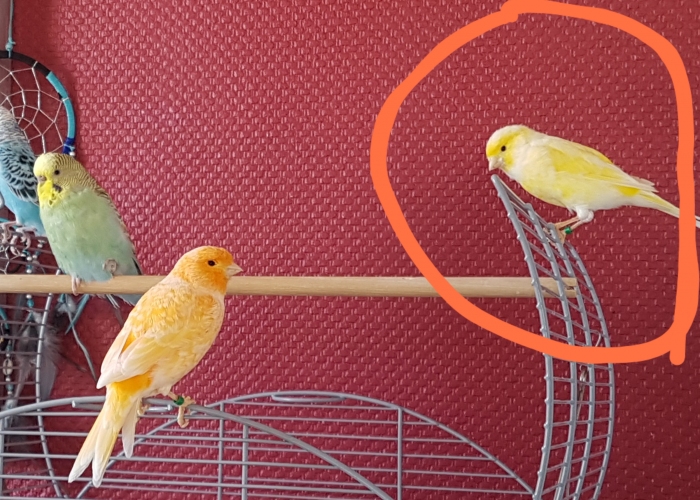 Kanarienvogel-Vogel, Cora, Tierheim Burgdorf