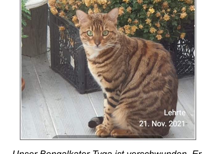 Bengal-Katze, Tyga, Tierheim Burgdorf