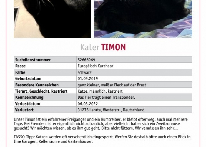 Katze, EKH, Timon, Tierheim Burgdorf