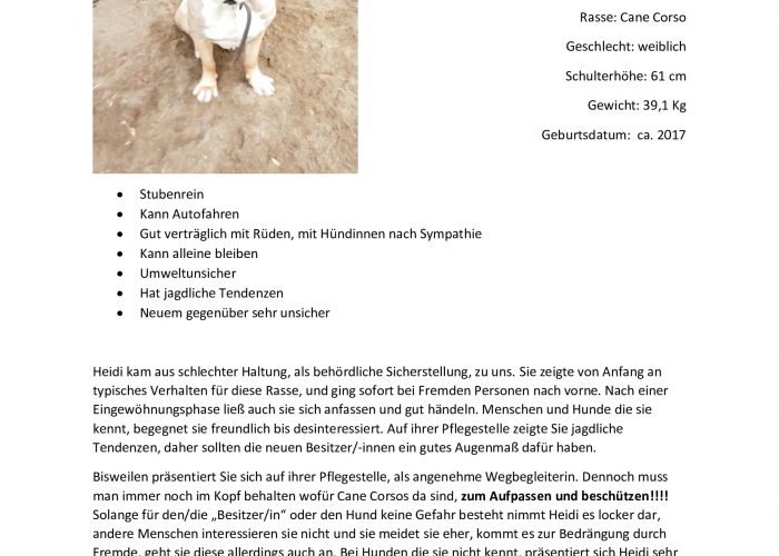 CaneCorso-Hund, Heidi, Tierheim Burgdorf