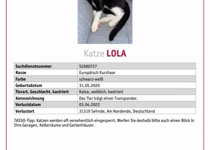 Katze, EKH, Lola, Tierheim Burgdorf