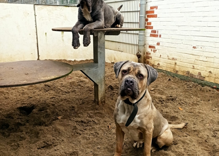 CaneCorso-Hund, Heidi, Tierheim Burgdorf