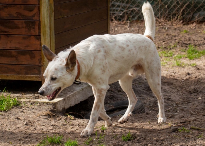Cattledog-Mischling-Hund, Fiete, Tierheim Burgdorf