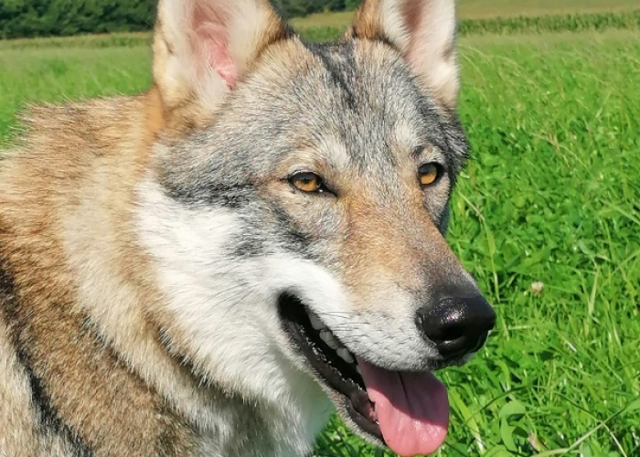 Wolfshund-Hund, Freya und Tjelvar, Tierheim Burgdorf