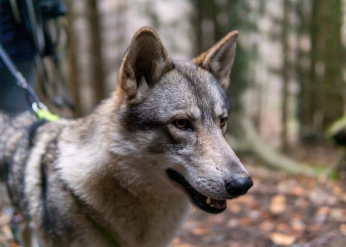 Wolfshund-Hund, Freya und Tjelvar, Tierheim Burgdorf