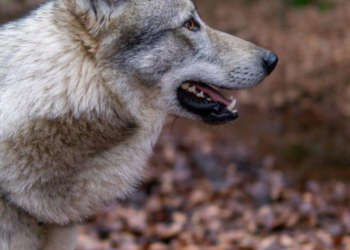 Wolfshund-Hund, Freya und Tjelvar, Tierheim Burgdorf
