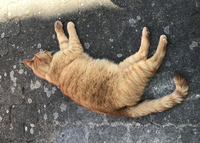 EKH-Katze, Tigger, Tierheim Burgdorf