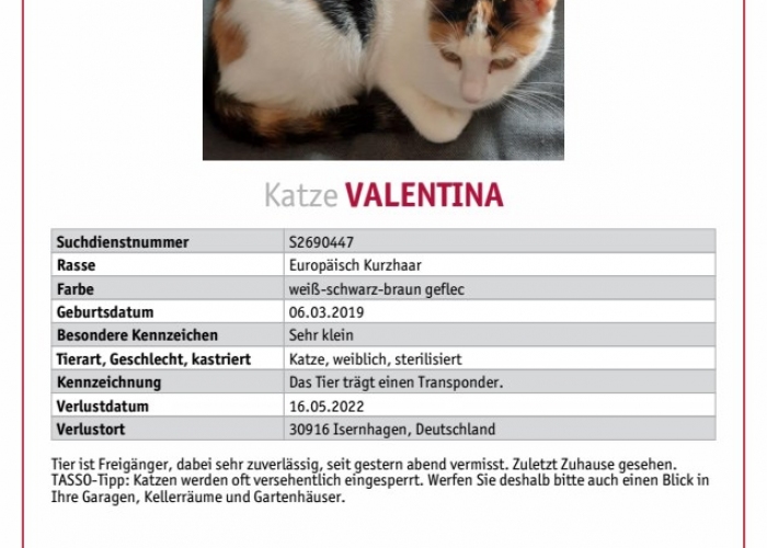 Katze, EKH, Valentina, Tierheim Burgdorf
