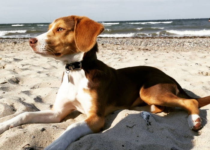 Hund, Beagle Australiensheperd Mini Mix , Lusy Lou, Tierheim Burgdorf