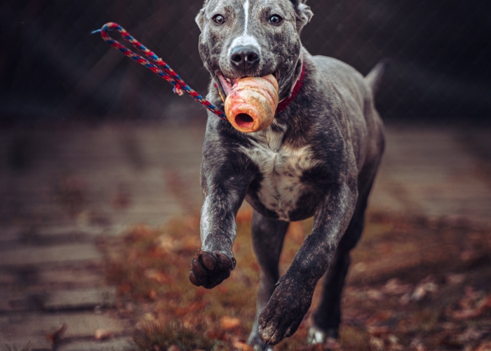 American Staffordshire Terrier-Hund, Junia, Tierheim Burgdorf