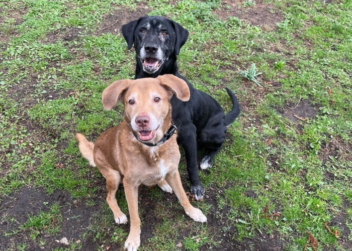 Hund, Labrador-Mischlinge, Wicket (schwarz) und Spike (braun), Tierheim Burgdorf